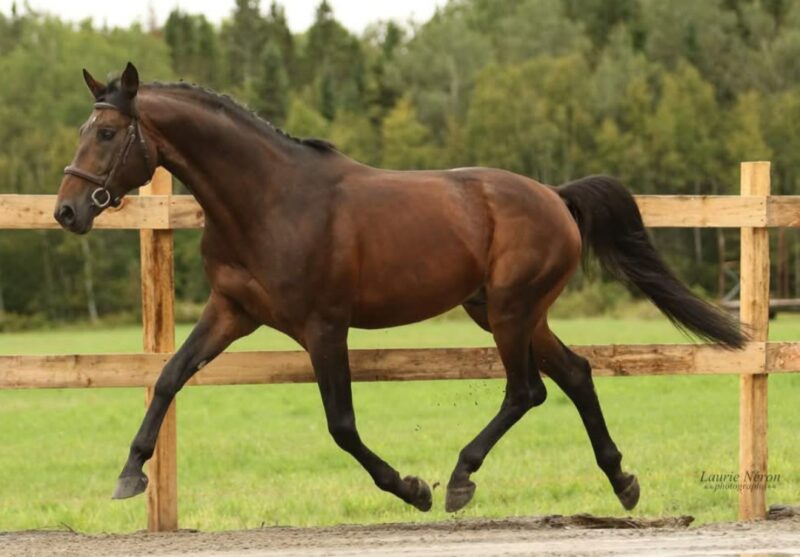 Somatic Motion DT
