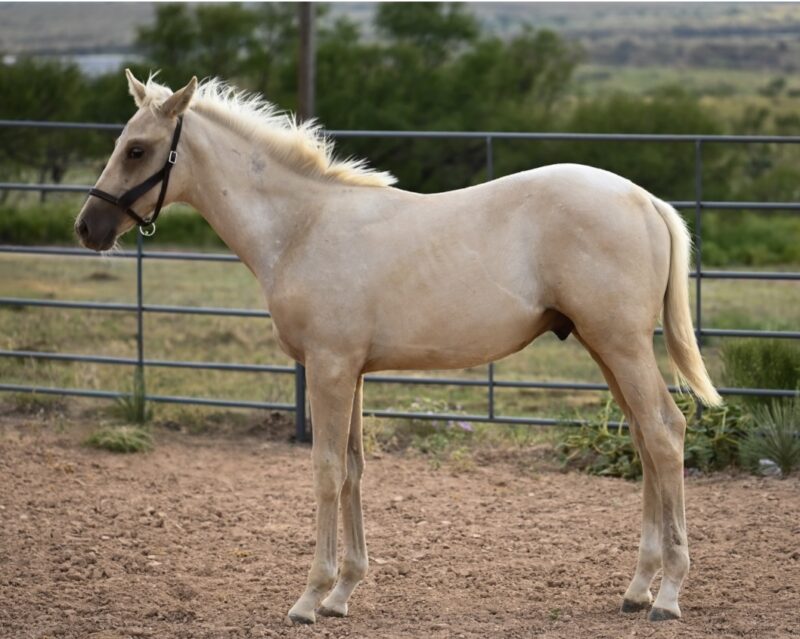 My Golden Bling MTP