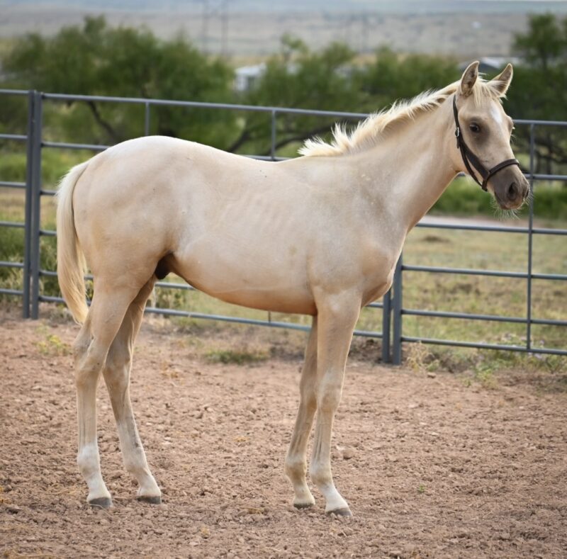 My Golden Bling MTP