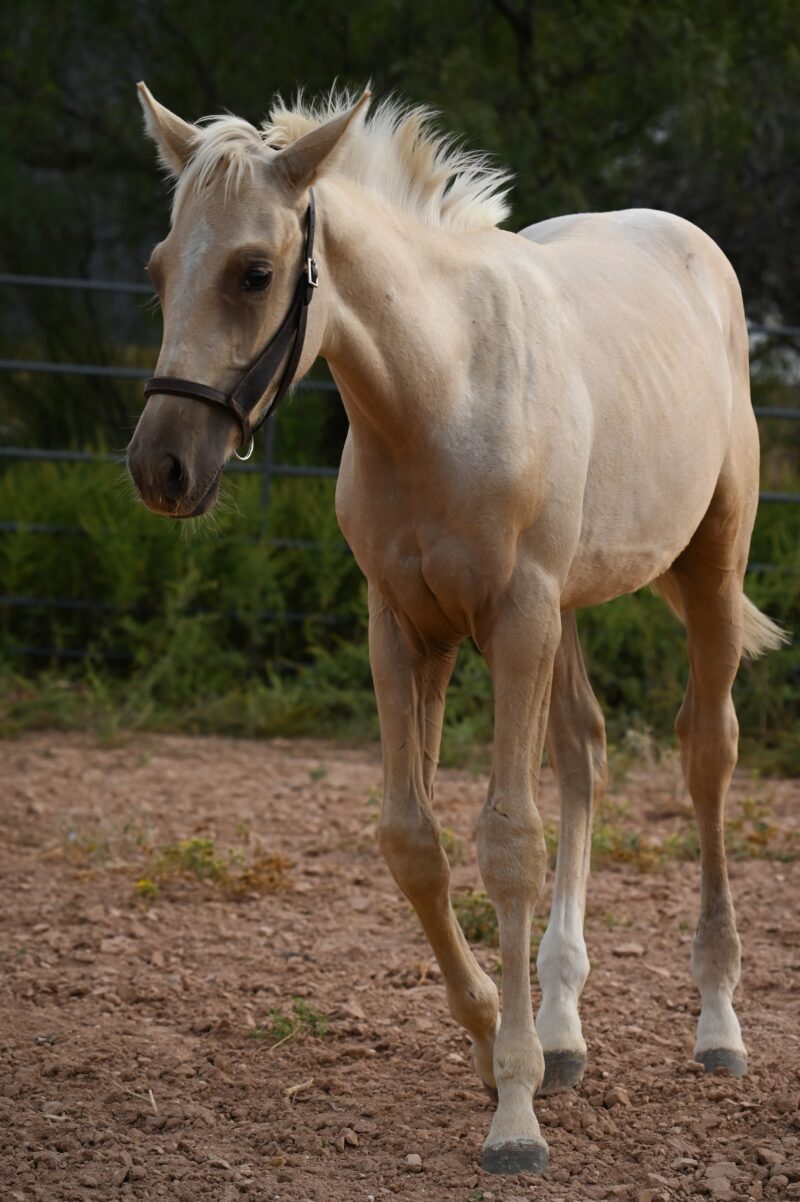My Golden Bling MTP