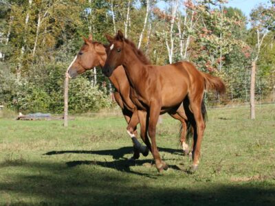 Somatic Motion DT