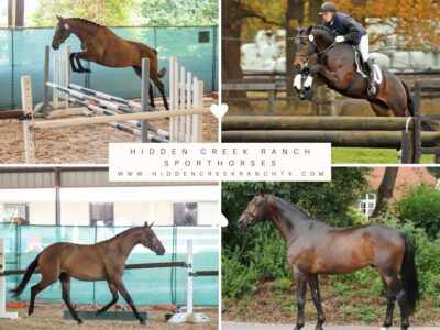 2026 In Utero EH Herzensdieb x Girlpower Q (EH Hirtentanz)