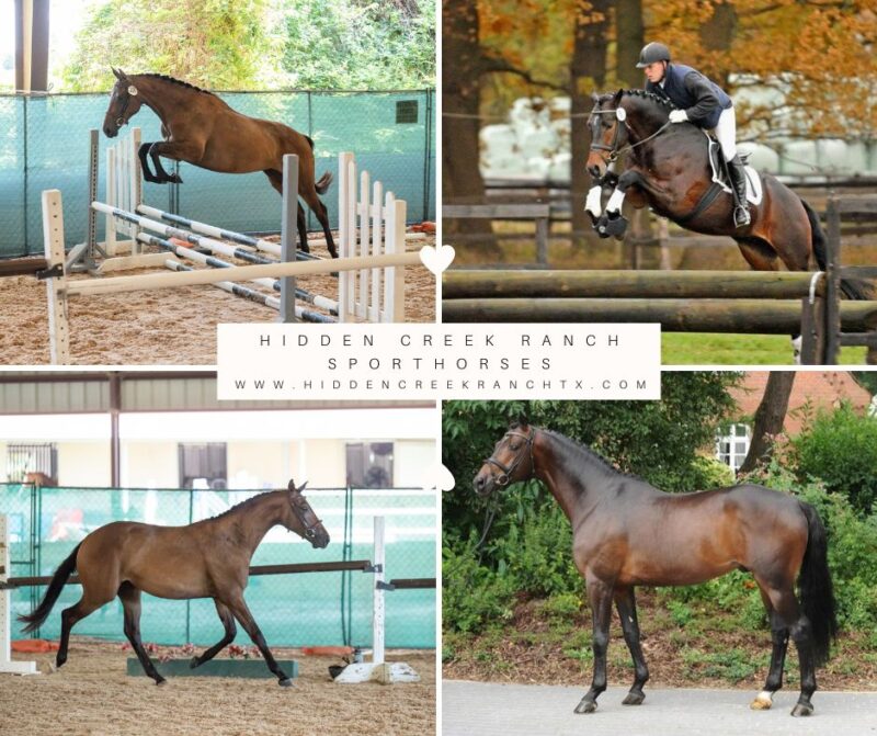 2026 In Utero EH Herzensdieb x Girlpower Q (EH Hirtentanz)