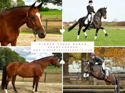 2026 In Utero EH Herzensdieb x Snappee Dressur (Heling)