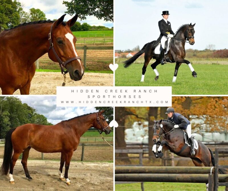 2026 In Utero EH Herzensdieb x Snappee Dressur (Heling)
