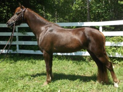 Wildwind's I'm Coming in Hot