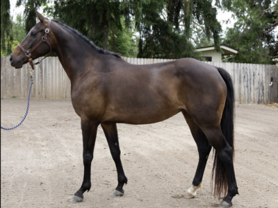 Con Capilot x Ragtime mare In-Utero 2026