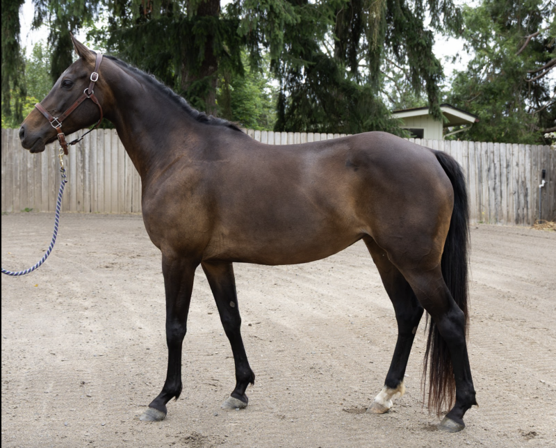 Con Capilot x Ragtime mare In-Utero 2026
