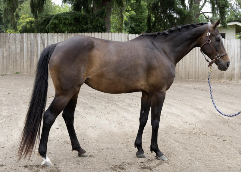 Con Capilot x Ragtime mare In-Utero 2026