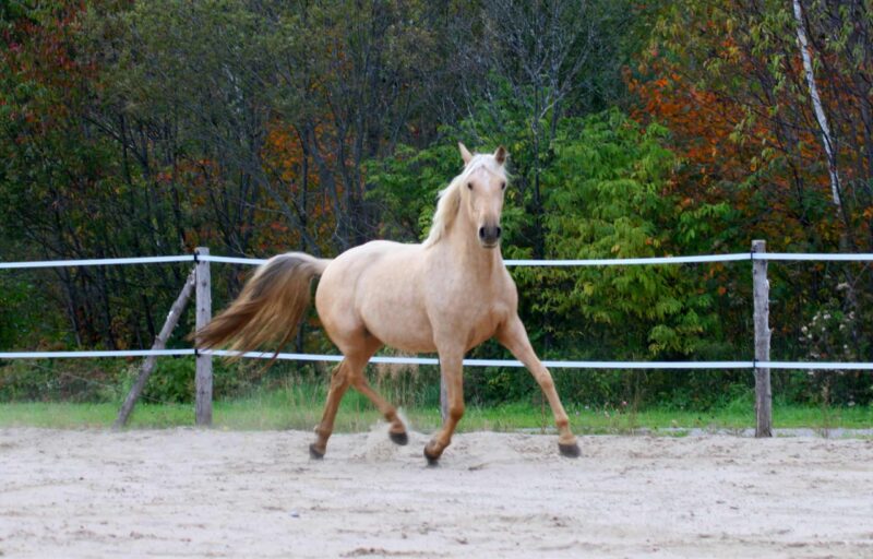 In-Utero Foal Available – July 2026