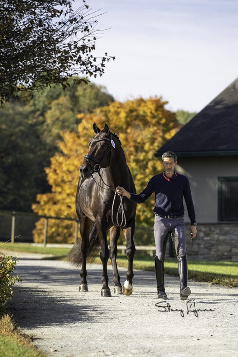 In-Utero Foal Available – July 2026