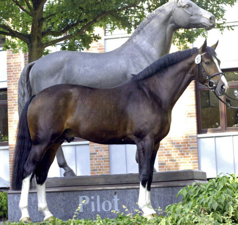 Con Capilot x Ragtime mare In-Utero 2026