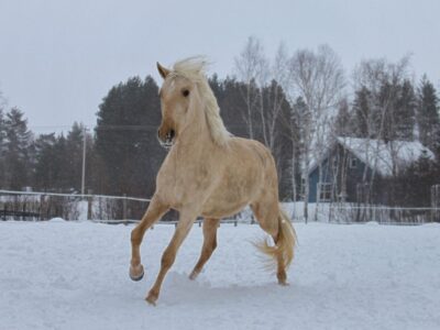 In-Utero Foal Available – July 2026