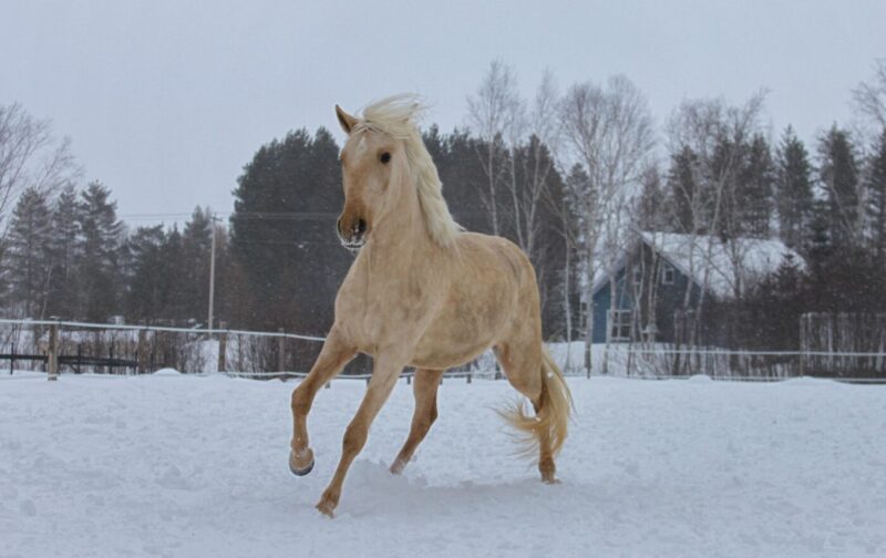 In-Utero Foal Available – July 2026