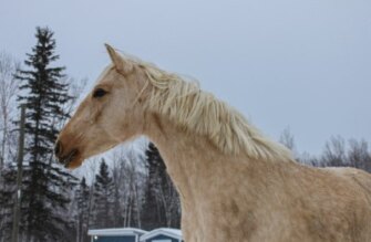 In-Utero Foal Available – July 2026