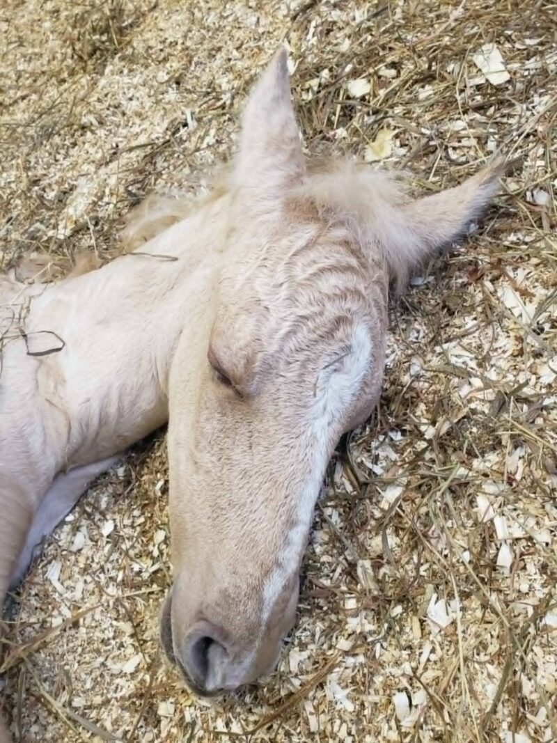 Xand’Or DT – Dunalino Lusitano Colt