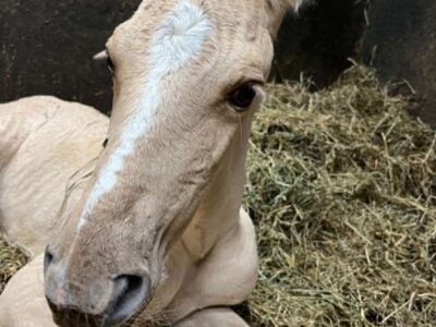 Xand’Or DT – Dunalino Lusitano Colt