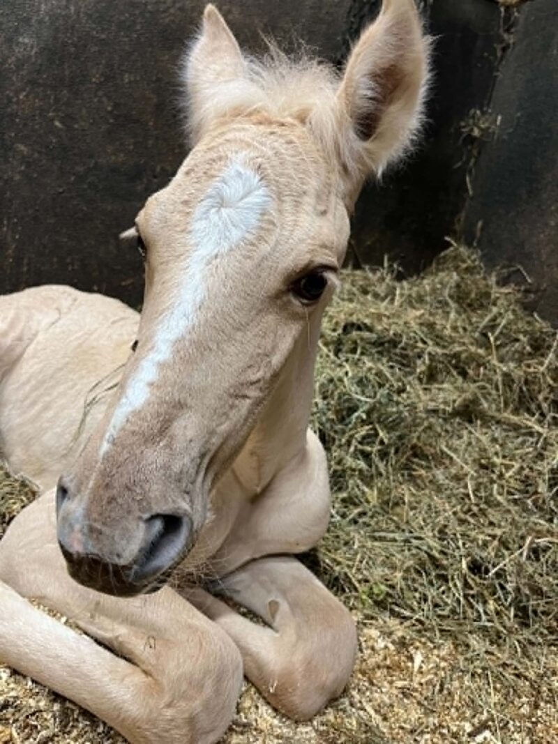 Xand’Or DT – Dunalino Lusitano Colt