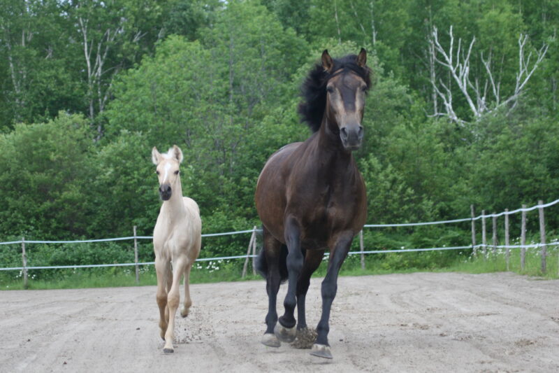 Xand’Or DT – Dunalino Lusitano Colt