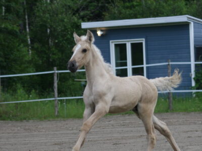 Xand’Or DT – Dunalino Lusitano Colt