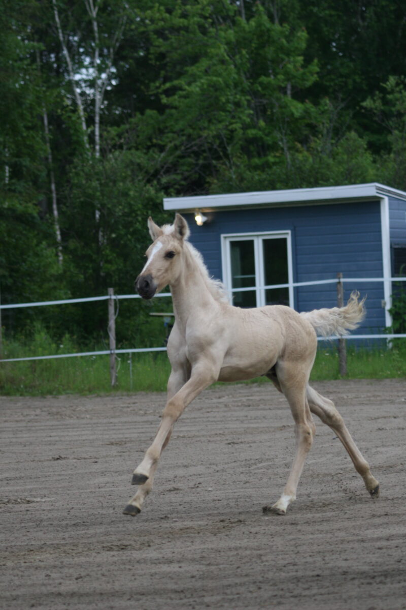 Xand’Or DT – Dunalino Lusitano Colt