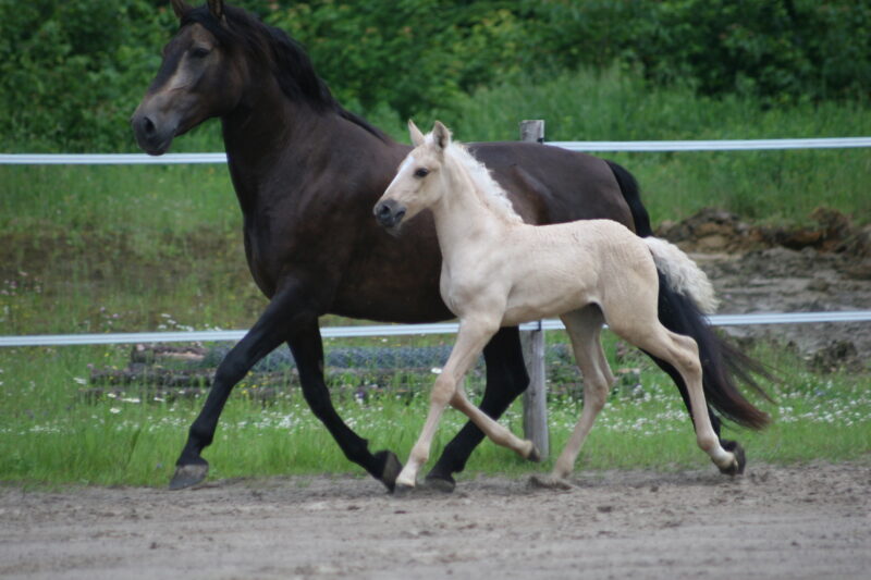 Xand’Or DT – Dunalino Lusitano Colt