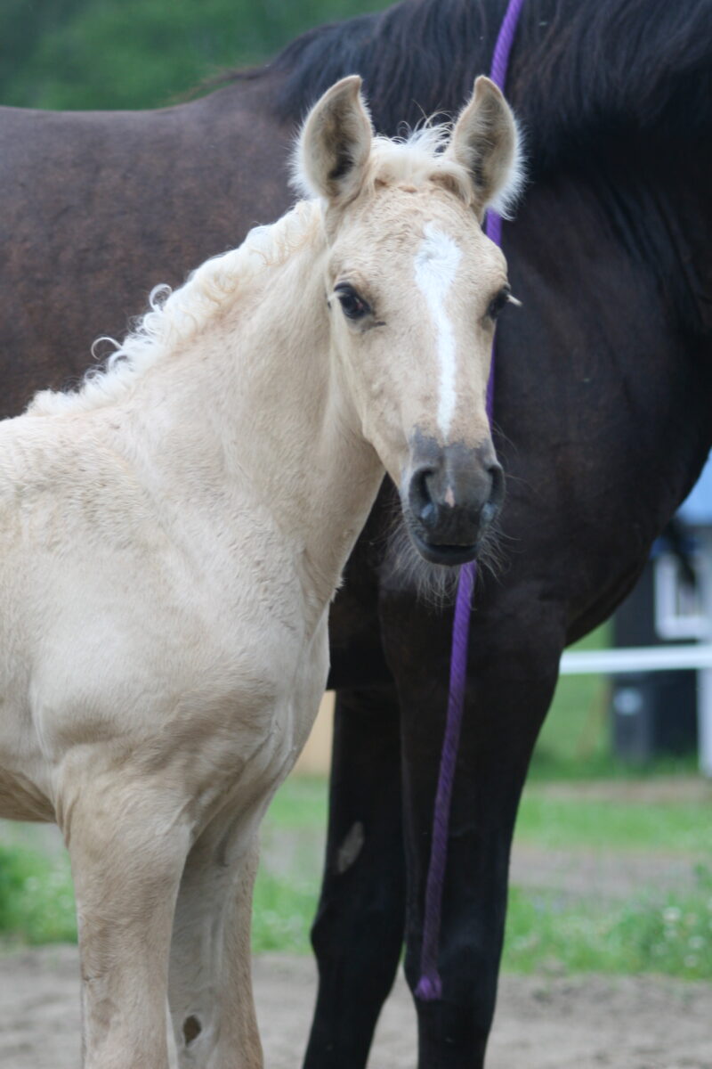 Xand’Or DT – Dunalino Lusitano Colt
