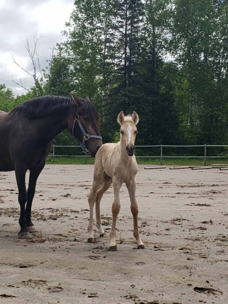 Xand’Or DT – Dunalino Lusitano Colt