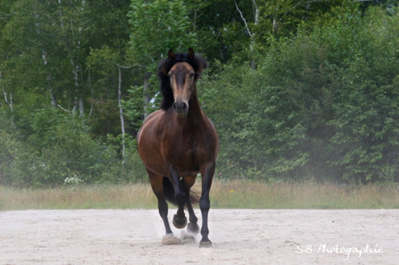 Xand’Or DT – Dunalino Lusitano Colt