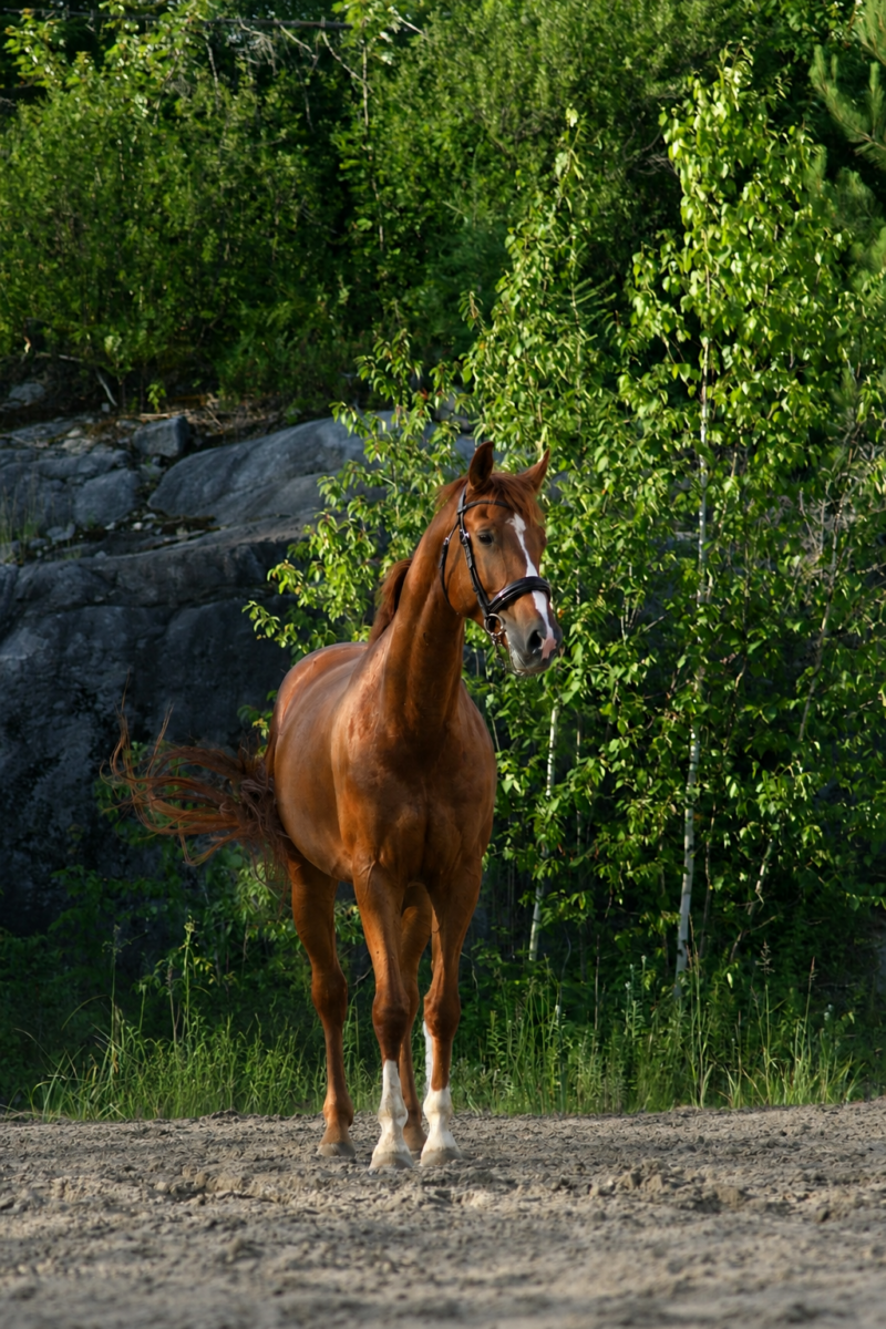 Ideal d'Eleganza